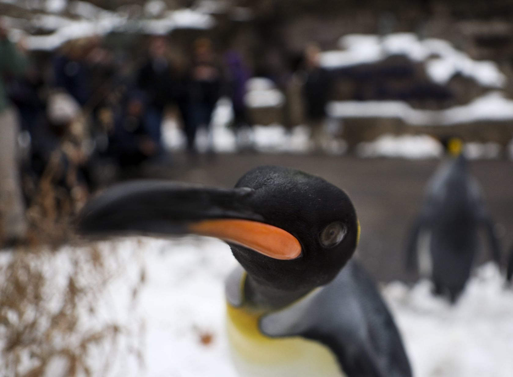 Penguin Pandemonium
